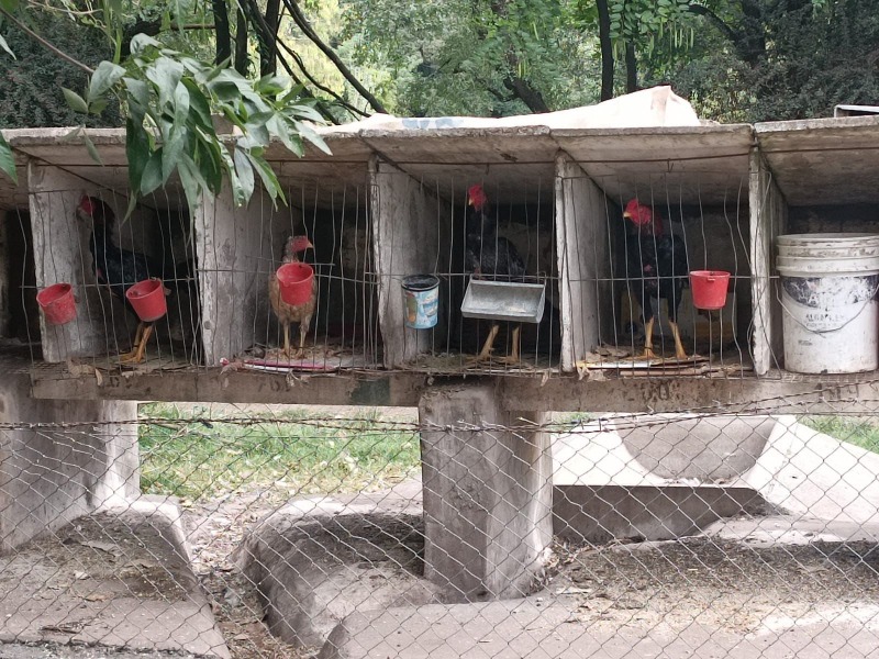El Municipio denunci la existencia del criadero de gallos de ria en La Mxima